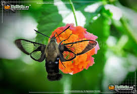 They are usually of a rich reddish brown color, at least in part. Hummingbird Moth Hemaris Sp