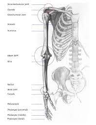 The study of the anatomy of the human arm will give you an idea as to how complex these seemingly simple functions can be. Arm Bones Joints Front Anterior And Back Posterior Anatomy Views