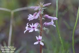 Image result for Cyphia