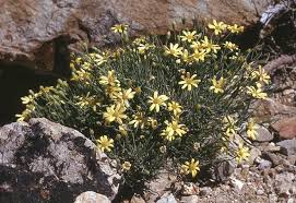 Image result for Hertia