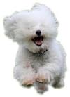 Adopt a Bichon – Small Paws Rescue