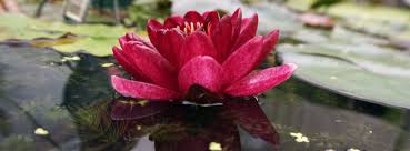 The waterlily pond plant, once established in your water garden will reward you with many flowers throughout the summer months. Water Lilies For Ponds Hydrosphere The Koi Pond Experts