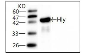 Three major igg isotypes are found in camel: Hemolysin Antibody Search Results Mybiosource