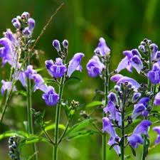 Image result for Scutellaria violascens
