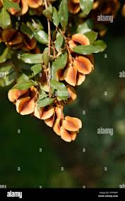 Image result for Combretum hereroense