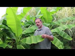 13 plants that give you bang for your buck. Japanese Banana Musa Basjoo Plant Identification Youtube