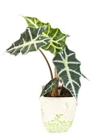 How To Care For Alocasia Amazonica With Pictures Smart Garden Guide Plant Care Houseplant Plants Alocasia Plant