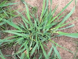 Image result for Phalaris