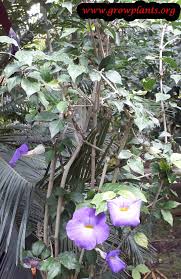 Image result for Thunbergia racemosa