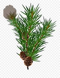Pngkit selects 21 hd christmas tree branch png images for free download. Branch Png Svg Clip Art For Web Juniper Christmas Tree Branch Png Free Transparent Png Images Pngaaa Com