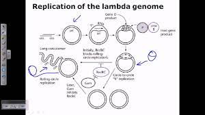 The diagram below at right shows a virus that attacks bacteria, known as the lambda bacteriophage, which measures roughly 200 nanometers. Lambda Phage Genome Replication Youtube