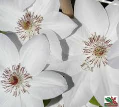Maybe you would like to learn more about one of these? ClematitÄƒ AlbÄƒ Clematis Miss Bateman ApreciatÄƒ DatoritÄƒ Florilor Sale
