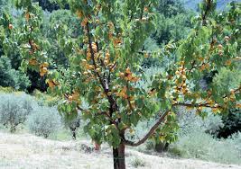 The vast majority of our trees will ship with a 5/8 trunk diameter, however size may vary slightly based on availability during the season. Paviot Living In Italy