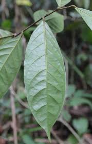 Image result for Peraceae