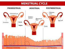 Causas De La Menstruacion Irregular