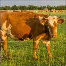 The weight is lost in 2 ways. Weight Of Cow What Things Weigh