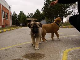 Where In The Usa Can I Buy A Kangal Dog Kangal Dog The Perfect Dog Dogs