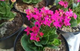 Check spelling or type a new query. Panduan Lengkap Cara Menanam Bunga Cocor Bebek Dalam Pot Bagi Pemula Faunadanflora Com