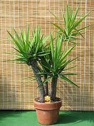 Epingle Par Alfan Alakhdar Sur Alfan Alakhdar Plante Exterieur Yucca Plante Yuka Plante