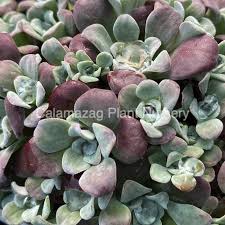 We did not find results for: Sedum Spathulifolium Purpureum Calamazag Plant Nursery