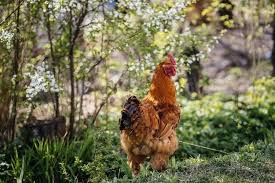 8) communication and they can make a music Rhode Island Red All You Need To Know Chickens And More