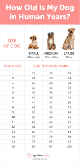 Dog Age Chart See How Old Your Dog Is In Human Years Dog Ages Dog Age Chart Dog Years Chart