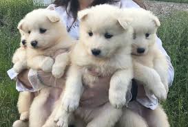Samoyed Yavrularimizin Gunu Gelen Sakarya Kopek Ciftligi Facebook