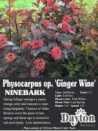 We did not find results for: Physocarpus Op Ginger Wine Ginger Wine Ninebark Spring Foliage Emerges A Sunny Orange Color And Matures To S Plants Backyard Flowers Beds Fall Hydrangea