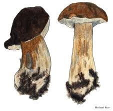 Image result for Boletus projectelloides