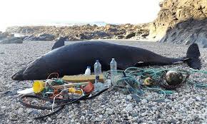 Dead Dolphin Washed Up In Cornwall Surrounded By Plastic Ocean Pollution Save Our Oceans Marine Pollution