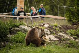 On a platform, the furry residents can be observed. Rangaufteilung Unter Barenweibchen Im Arosa Barenland Trifft Jambolina Zum Presseportal