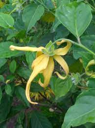 Kenanga (cananga odorata) adalah nama bagi sejenis bunga dan pohon yang menghasilkannya. Benefits And Kenanga Flower Properties Manfaat Dan Khasiat Bunga Kenanga Steemit