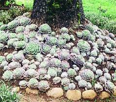 About hen and chicken sempervivum: The Hindu Colour In A Cluster Plants Planting Succulents Succulents