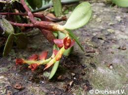 Image result for Bulbophyllum oreonastes