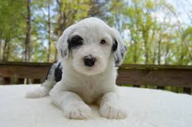 Our puppies come up to date on all vaccinations and dewormer, dewclawed and vet checked between 7 and 8 weeks to ensure a healthy puppy. Bernedoodle Vs Sheepadoodle Comparison