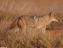 African Golden Wolf Canis Anthus Canis Wolf With Blue Eyes Egyptian Jackal