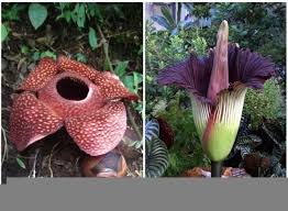 It is noted for producing the largest individual flower on earth. Corpse Flower Steemit