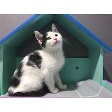 Bunny pancake but i made it better by cmmyri01. Bunny Female Domestic Short Hair Mix Cat In Qld Petrescue