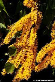Barklya Syringifolia Barklya Crown Of Gold Tree Golden Glory Tree A Photo On Flickriver Gold Tree Flowers Tree