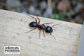 Compared to other species, carpenter ants can grow up to 1/4 inch in length. How Can I Get Rid Of Carpenter Ants Portland Or Vancouver Wa