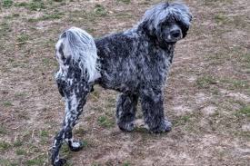 Stacy's PWD Portuguese Water Dogs