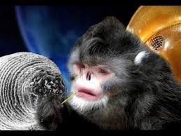 10 Newly Discovered Species Animals Mammals Species