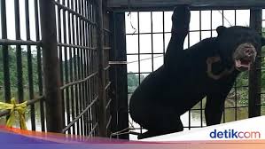 Beruang hitam vs beruang matahari. Selain Harimau Ada Beruang Madu Masuk Permukiman Di Sumbar