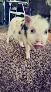 Tiny mini pig, having to get rid of him , he's fully litter box trained,  loves people , will stay tiny. If interested IM me
