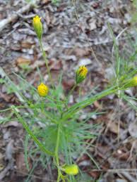 Image result for Schkuhria pinnata