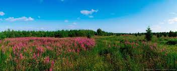 Here you will find detailed information about ferbane nursing home: Bog Ferbane Co Offaly Ireland Ireland Natural Landmarks Eire