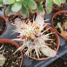 Image result for Euphorbia corniculata