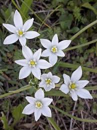 Image result for Ornithogalum
