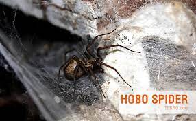 This serves as a warning to any. How To Id Spiders By Their Webs