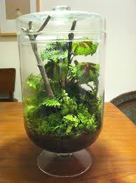 Unique Woodland Themed Terrarium In A Huge Footed By Sweetdarias Terrarium Jar Terrarium Small Terrarium